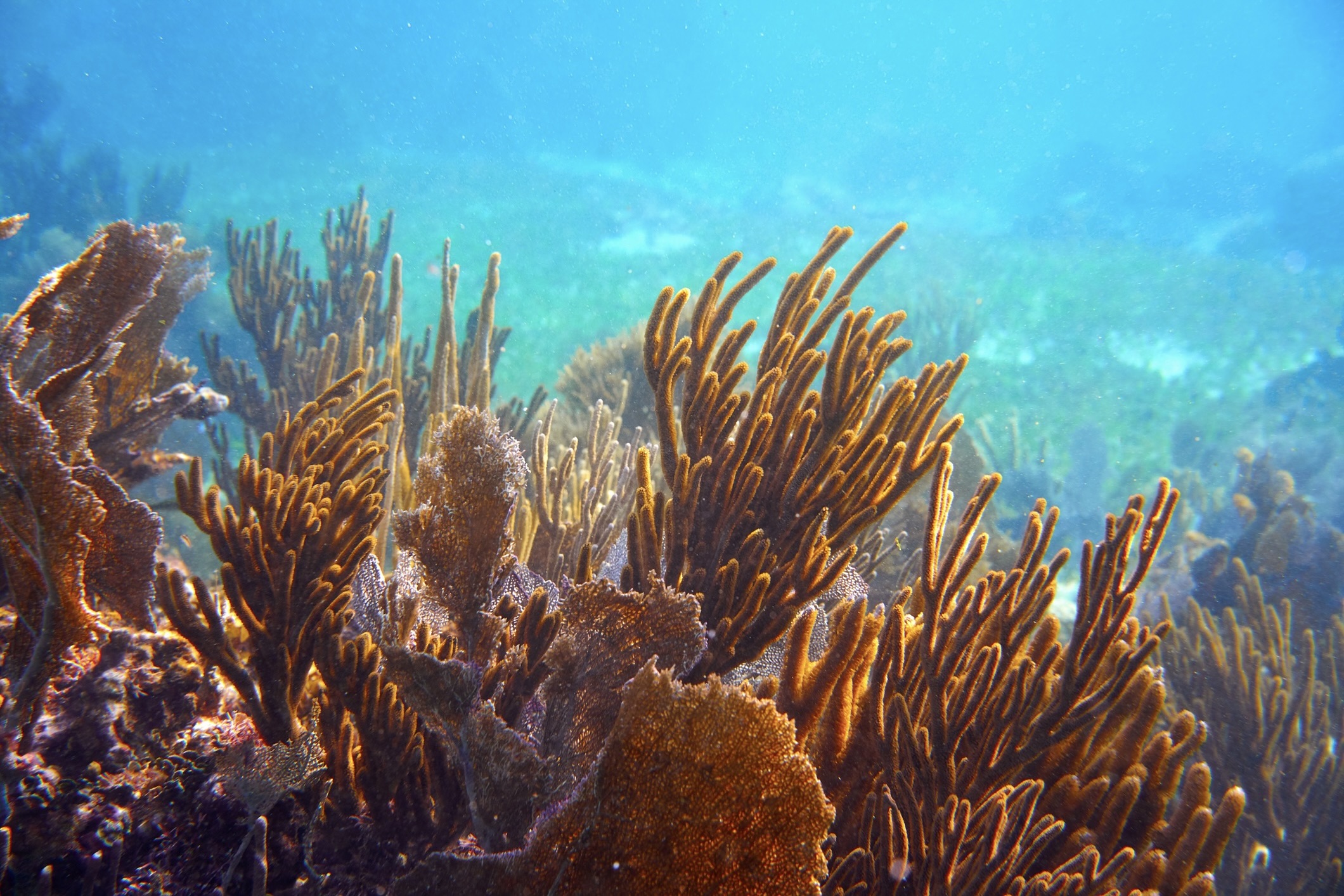 Gorgonian coral Great Mayan Reef in Riviera Maya of Caribbean Mexico