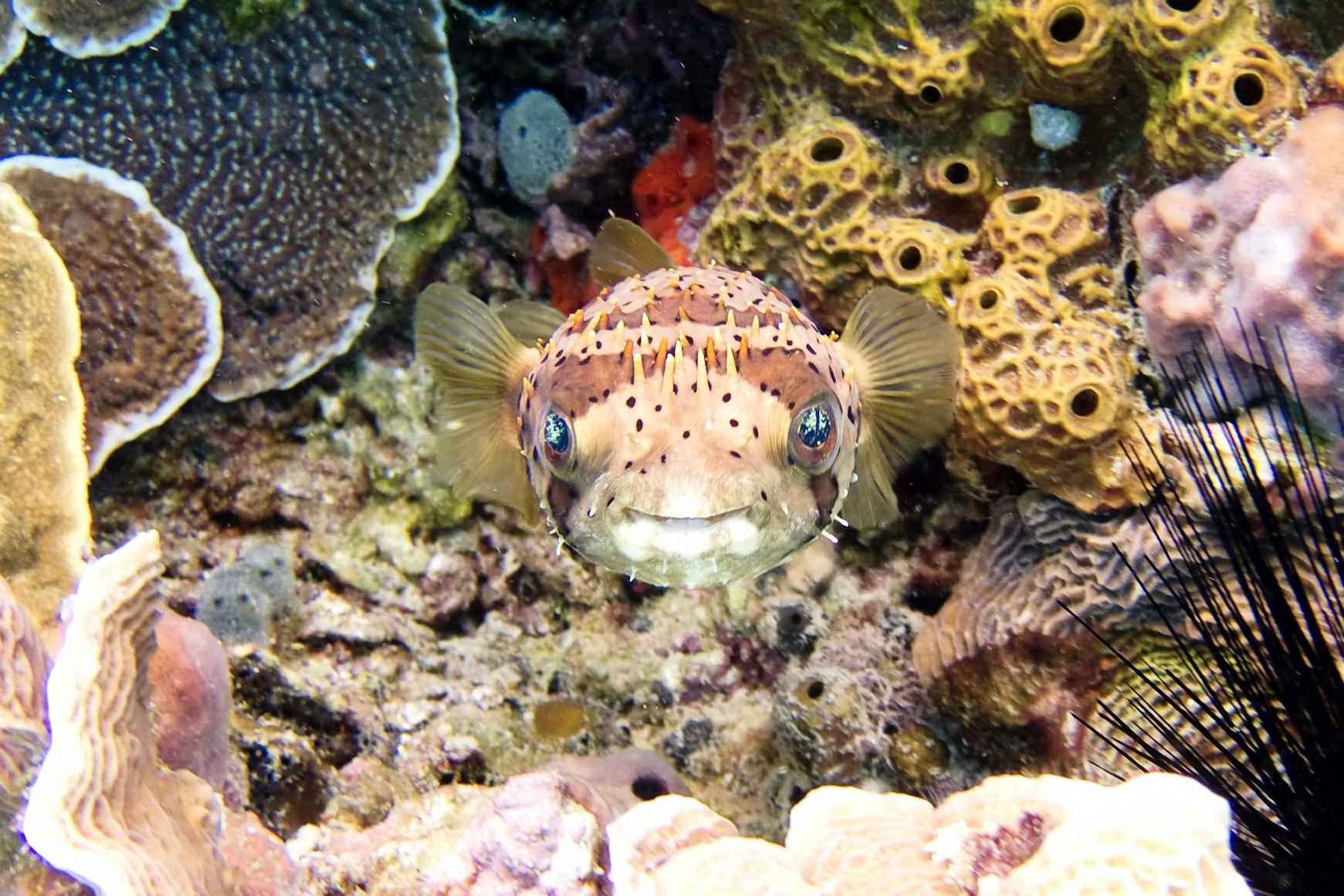 Palancar Reef fish in Cozumel - Photo Vlad Tchompalov Unsplash