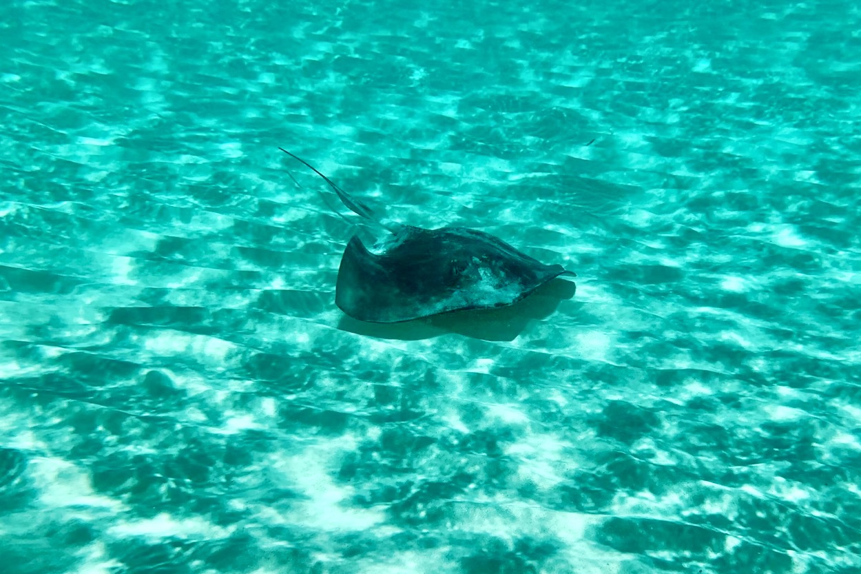 Stingray Beach is a top attraction in Cpzumel Mexico Photo Fernando Jorge Unsplash