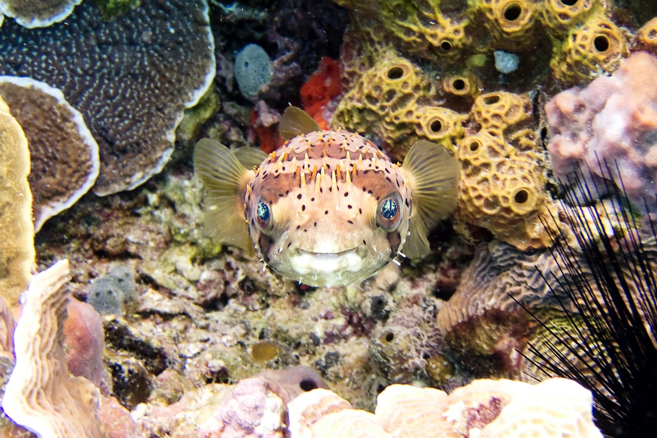 Vlad Tchompalov small fish and coral reef