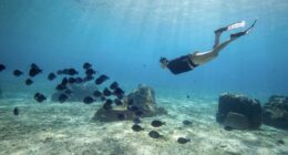 Woman Scuba diving as direct flights connect Montreal to Cozumel CNW Group:Sunwing Vacations Inc.)